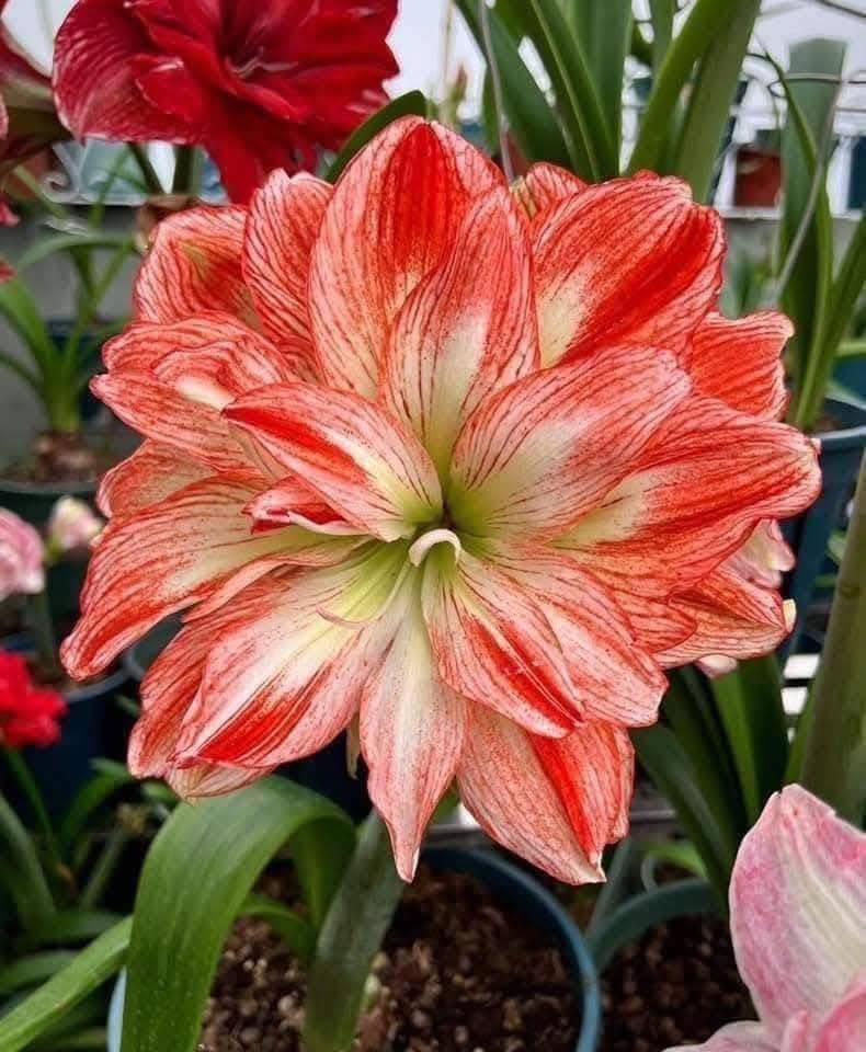 Củ Hoa huệ tây Amaryllis ” Quần phương ” Củ Hoa huệ tây Amaryllis ” Quần phương ”