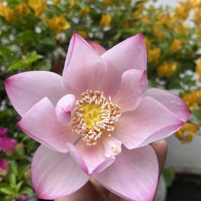 HOA SEN MINI ” Shao Shao ”