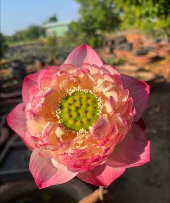 HOA SEN ” Zhongshan Happiness ”