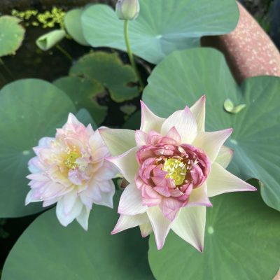HOA SEN ” Tình hồng 两情相悦 liangqingxiangyue  ”