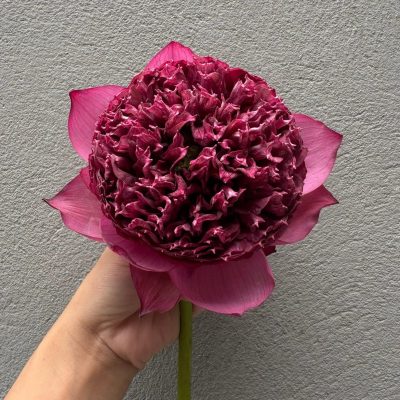 HOA SEN ” Red Lilitid ”