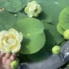 HOA SEN MINI ” Tuyết mùa xuân - 春庭雪  ”