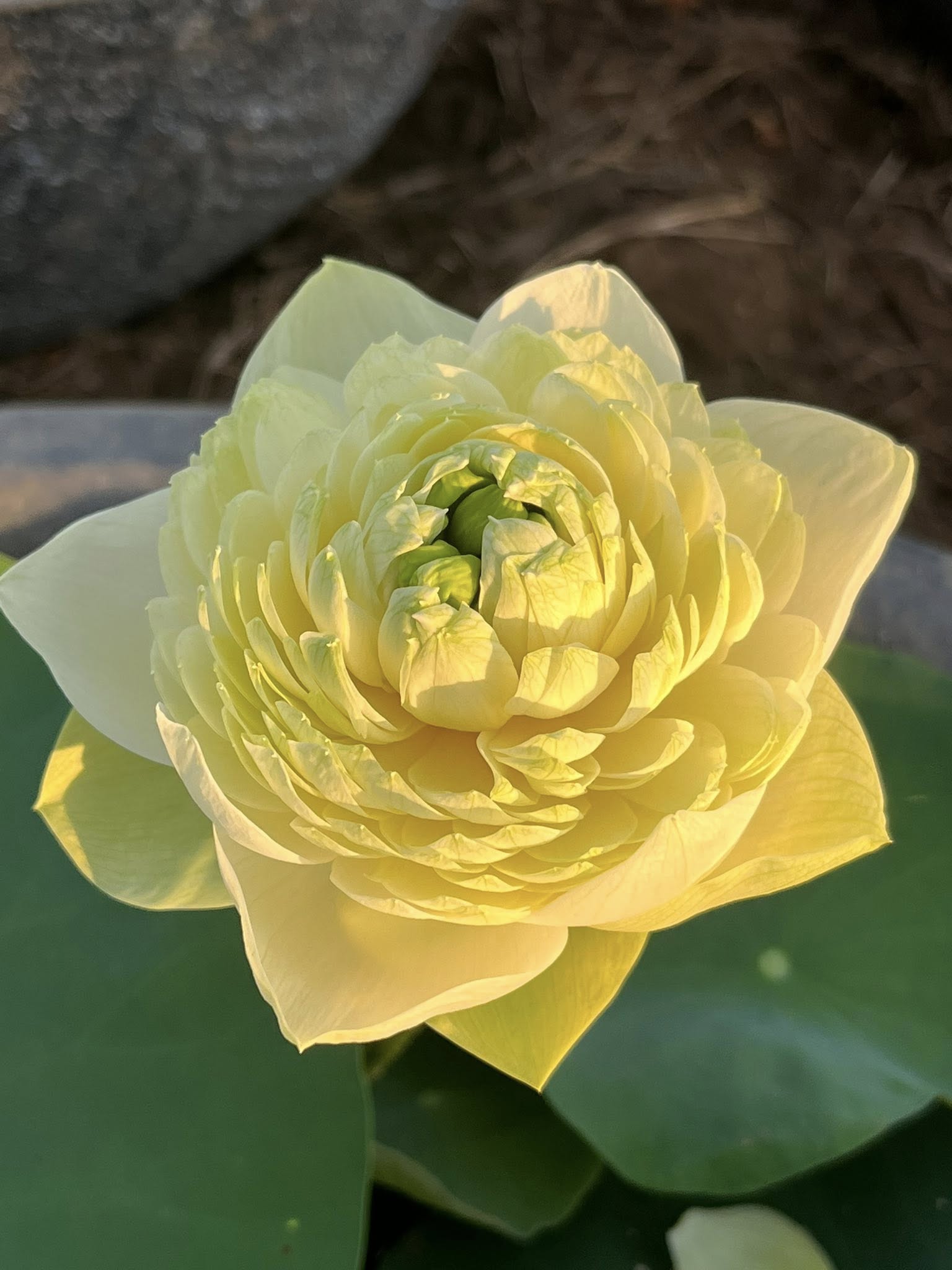 HOA SEN ” Sen vàng Rurun ” HOA SEN ” Sen vàng Rurun ”