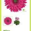 HOA ĐỒNG TIỀN NHIỆT ĐỚI DÒNG TROPICAL " RIANNE " NHẬP KHẨU