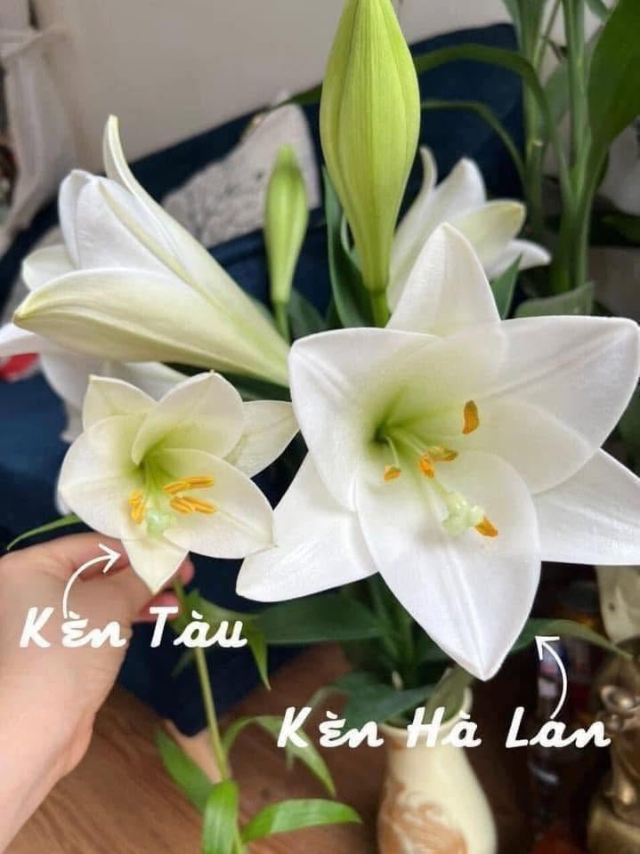 củ giống hoa loa kèn trắng hà lan - bông to cánh cứng trắng muốt, chân dài 55-70cm củ giống hoa loa kèn trắng hà lan - bông to cánh cứng trắng muốt, chân dài 55-70cm