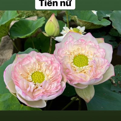 HOA SEN ” TIÊN NỮ ”
