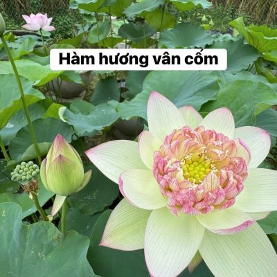 HOA SEN ” HÀM HƯƠNG VÂN CỐM ”
