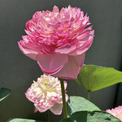HOA SEN ” Nữ hoàng bóng đêm ”