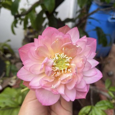 HOA SEN MINI ” Tiểu Đào - Xiaotaoyao 小桃夭”