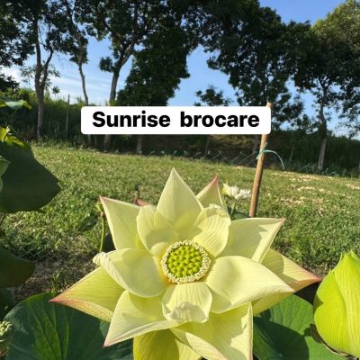 HOA SEN ” SUNRISE BROCARE ”
