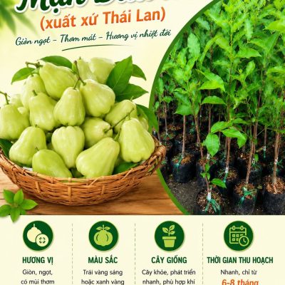 CÂY GIỐNG ” DOI XANH DỨA - Mận Xanh dứa  ” - MẬN THƠM MÙI DỨA