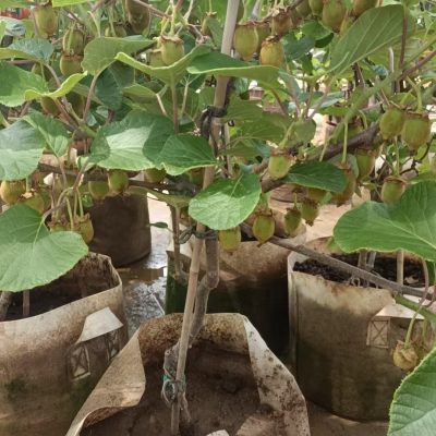 CHẬU CÂY ” KIWI SẴN QUẢ ” NHẬP KHẨU