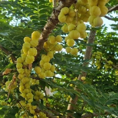 CÂY GIỐNG ”  CHÙM NGỌT CHUA ”