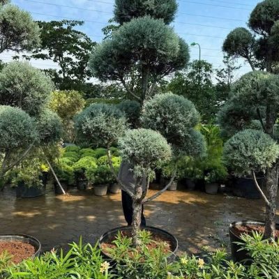 BÁCH BĂNG DÁNG TỔ CHIM mới lạ :  tỏa hương thơm dễ chịu và tinh tế, như được pha trộn giữa mùi của trái cây cam, quýt pha trộn với hương thơm của thảo mộc  NHẬP KHẨU
