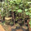 CHẬU CÂY ” KIWI ĐỎ SẴN QUẢ ” NHẬP KHẨU