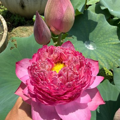 HOA SEN ” Suny Pink  ”