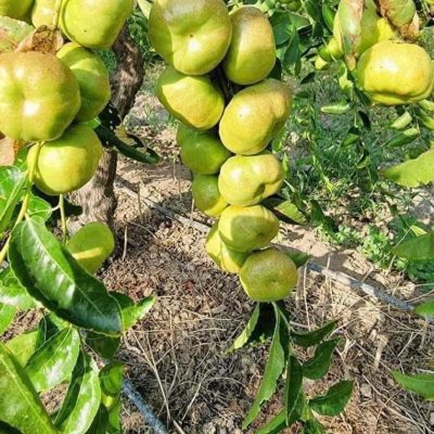 CHẬU CÂY TÁO TÀU PANZAO TO, CÂY SẴN QUẢ, GỐC TO GIÀ
