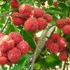 CÂY GIỐNG ” VẢI DƯA HẤU ”  NHẬP KHẨU