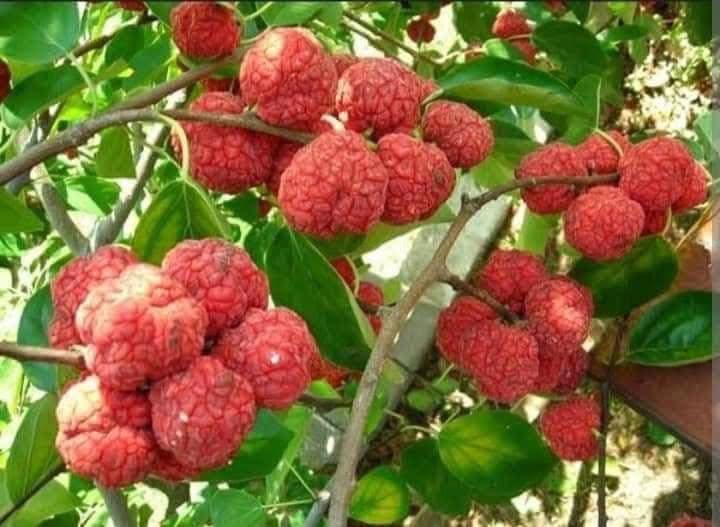 CÂY GIỐNG ” VẢI DƯA HẤU ” NHẬP KHẨU CÂY GIỐNG ” VẢI DƯA HẤU ” NHẬP KHẨU
