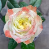 CHẬU HOA  HỒNG NGOẠI " Avatar Rose " nhập khẩu
