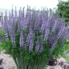 CÂY GIỐNG ” Hoa chàm giả Baptisia (False Indigo , Wild Indigo) ”2 màu xanh, vàng NHẬP KHẨU