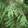 cây giống thảo dược :  " Cây Bàn Tay Ma (Heliciopsis lobata (Merr.) Sleumer) "