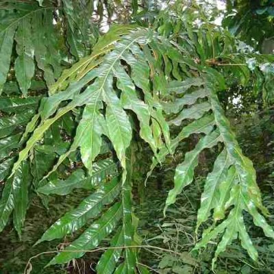 cây giống thảo dược :  " Cây Bàn Tay Ma (Heliciopsis lobata (Merr.) Sleumer) "