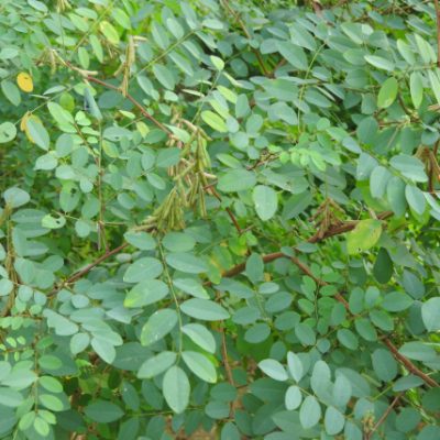 cây giống thảo dược :  " Cây chàm quả cong (thanh đại) "