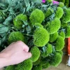 cây giống hoa Green Wicky (Hoa cẩm chướng Nhật - hoa cầu xanh )- nhập khẩu