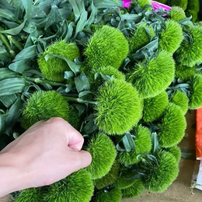 cây giống hoa Green Wicky (Hoa cẩm chướng Nhật - hoa cầu xanh )- nhập khẩu
