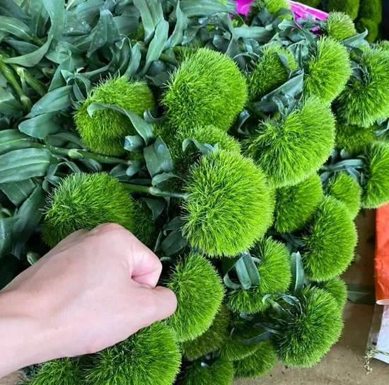 cây giống hoa Green Wicky (Hoa cẩm chướng Nhật - hoa cầu xanh )- nhập khẩu cây giống hoa Green Wicky (Hoa cẩm chướng Nhật - hoa cầu xanh )- nhập khẩu