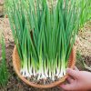 Hạt Giống hành lá cao sản nhập khẩu – 1KG