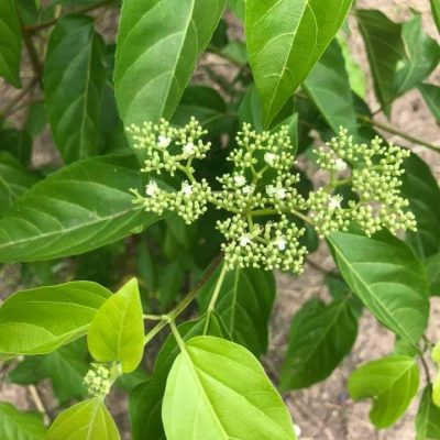 cây giống thảo dược :  " Cây lá gan rừng (còn gọi là cây lá gan) "