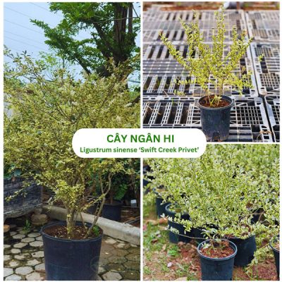 Cây Ngân Hi Ligustrum sinense ‘Swift Creek Privet’- nhập khẩu