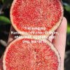 CÂY GIỐNG ” Sung Mỹ Kuromitsu Nhật Bản ” NHẬP KHẨU - Trái Đen Ngon Tuyệt