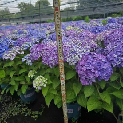 Hoa Cẩm Tú Cầu Nhiệt Đới SUNNY DAY , cánh hoa có sọc hoặc có viền  nhập khẩu