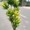 Cây Lá Màu Hoàng Kim Nhập Khẩu