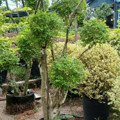 Cây Thủy Lạp Ánh Dương (Ligustrum Sinense Sunshine) – Cây vàng bạc tổ chim dáng tổ chim - nhập khẩu
