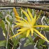 Chậu hoa nhật quỳnh " Fruhling gold epiphyllum " cực thơm nhập khẩu