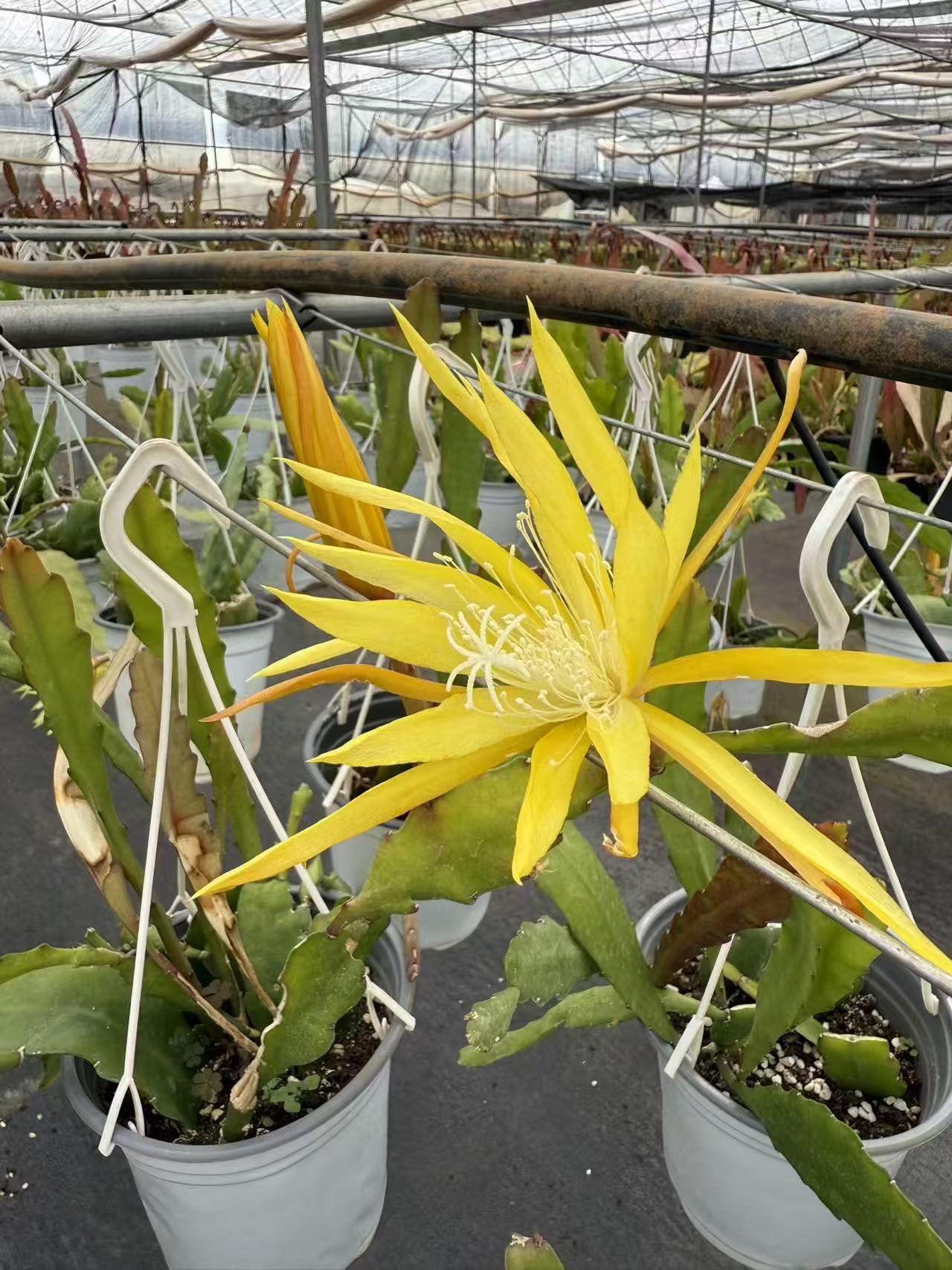 Chậu hoa nhật quỳnh " Fruhling gold epiphyllum " cực thơm nhập khẩu Chậu hoa nhật quỳnh " Fruhling gold epiphyllum " cực thơm nhập khẩu