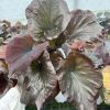 CÂY KIỂNG LÁ, CÂY PHONG THỦY ” Caladium 'Dark Chocolate' (Môn Thiên Nga Đen) ” NHẬP KHẨU