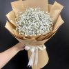 cây giống hoa baby trắng kép - cây giống ươm vỉ