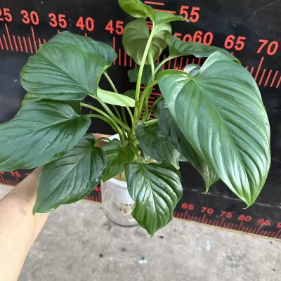 CÂY KIỂNG LÁ, CÂY PHONG THỦY ”  CÂY THANH TÂM TRỒNG SẴN TRONG BÌNH THỦY SINH ” NHẬP KHẨU