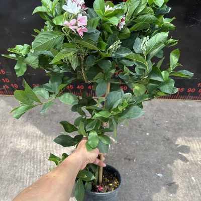 CHẬU HOA SỬ QUÂN TỬ THÂN GỖ DÁNG TREE NHẬP KHẨU