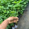 Cây giống hoa Cẩm Tú Cầu Lá Sồi (hoa cẩm tú cầu lá phong) Hydrangea quercifolia - nhập khẩu