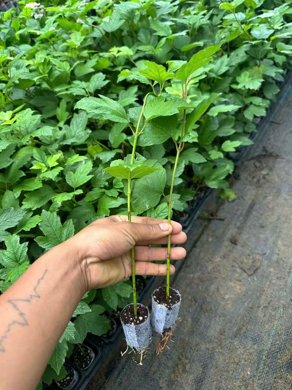 Cây giống hoa Cẩm Tú Cầu Lá Sồi (hoa cẩm tú cầu lá phong) Hydrangea quercifolia - nhập khẩu Cây giống hoa Cẩm Tú Cầu Lá Sồi (hoa cẩm tú cầu lá phong) Hydrangea quercifolia - nhập khẩu