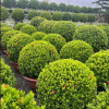 CHẬU CÂY HOA MẪU ĐƠN (HOA TRANG ) LÁ NHỎ DÁNG CÔN TRÒN CỰC ĐẸP - ĐỦ SIZE  - MÀU ĐỎ, VÀNG, HỒNG