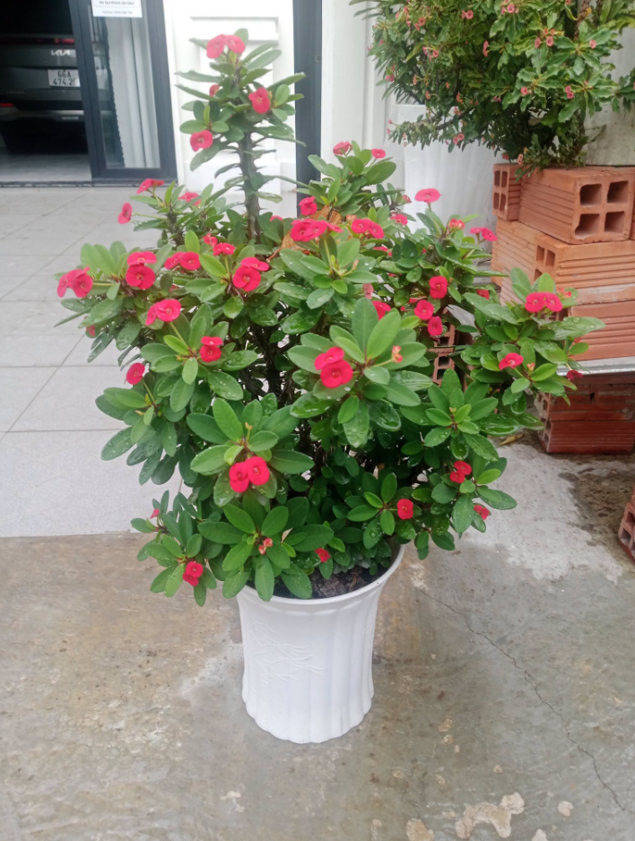 CHẬU CÂY XƯƠNG RỒNG BÁT TIÊN - CHẬU SIZE TO ĐỦ MÀU CHẬU CÂY XƯƠNG RỒNG BÁT TIÊN - CHẬU SIZE TO ĐỦ MÀU
