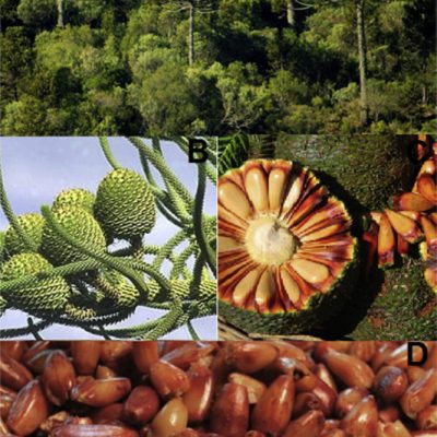 Hạt giống Cây thông đuôi khỉ (Pinhão)- cực hiếm
