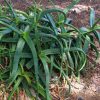 cây giống Nha đam Camperi (Aloe camperi) - nha đam cọp đốm trắng - nhập khẩu